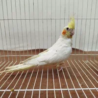 عروس هلندی جوان مناسب جفت