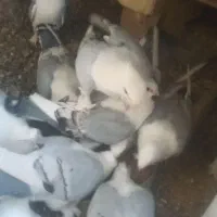 کبوترساتن