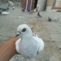 شامی هلندی کاغذی