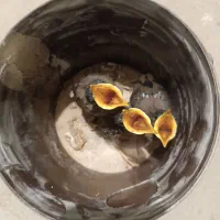 جوجه مرغ مینا
