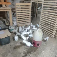 کبوتر طوقی|پرنده|بهارستان, |دیوار