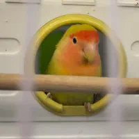 طوطی برزیلی ماده نیمه رام تخم گذار