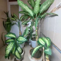 گل و گیاه