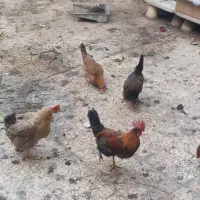 مرغ و خروس محلی|حیوانات مزرعه|اهواز, پردیس|دیوار