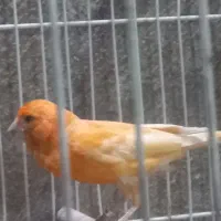 قناری رد فاکتور یا سرخ|پرنده|مشهد, شفا|دیوار