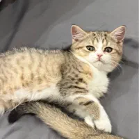بریتیش نر و ماده دوماهه