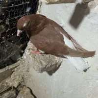 کبوتر دم سفید|پرنده|گناباد, |دیوار