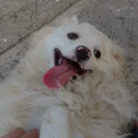 سگ پامر خانگی معاوضه با پرنده