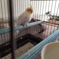 طوطی عروس نر مست.