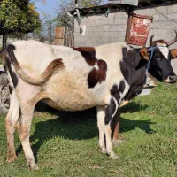 گاو جوان دورگ محلی ۸ ماه به بالا شکم|حیوانات مزرعه|ماکلوان, |دیوار