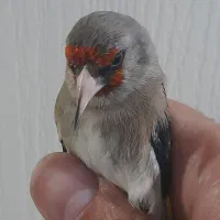 سهره دو رگ کرمونی نشون