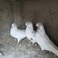 کفتر خال پیس  بور بوری  سرخ ابرش  ابلق سبز