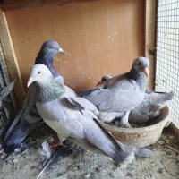 با سلام کفتر درجه یک برا کفتر باز درجه یک ذات دار|پرنده|شیراز, لب آب|دیوار