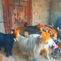بز بختیاری روزگاری