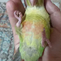 طوطی گرینچیک آناناسی