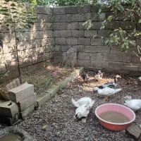 اردک اسراییلی  ۵عدد|حیوانات مزرعه|آستانه اشرفیه, |دیوار