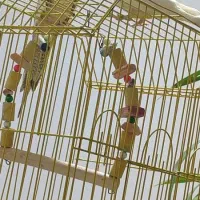 عروس هلندی|پرنده|بومهن, |دیوار