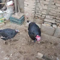 مرغ خروس بوقلمون|حیوانات مزرعه|کبودرآهنگ, |دیوار