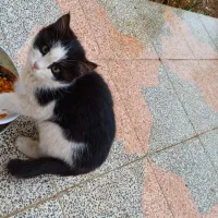 بچه گربه خونگی ملوس