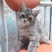 گربه بریتیش گلد و سیلور|گربه|تهران, پرستار|دیوار