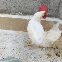 خروس سفید|حیوانات مزرعه|مشهد, رده|دیوار