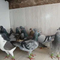 کفتر بوم وحشی|پرنده|مشهد, موعود|دیوار