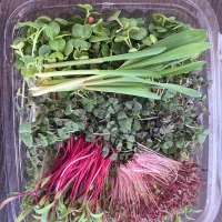 بسته بندی سبزی