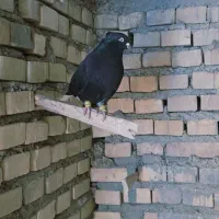 دم سفید سوسنگرد