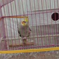 عروس هلندی نر