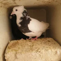 کبوتر|حیوانات|حمیدیا, |دیوار