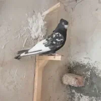 کفتر کبوتر بهبونی