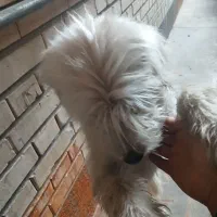 وگذاری سگ|سگ|باقرشهر, |دیوار