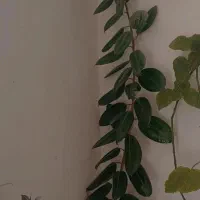 گل اپارتمانی|گل و گیاه طبیعی|قیدار, |دیوار
