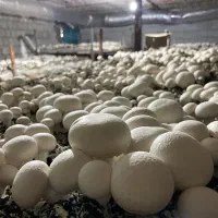 خریدوفروش‌عمده‌وخرده قارچ