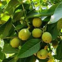 ریشه پرتقال تامسون|گل و گیاه طبیعی|ایلام, |دیوار