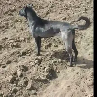 سگ ماده ۲ ساله