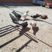 کبوتر|پرنده|اصفهان, براآن شمالی|دیوار