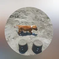 پبتبول|سگ|جاجرود, |دیوار