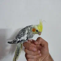 عروس هلندی اهلی دوکت|پرنده|تبریز, |دیوار