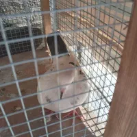 کفتر گمشده|حیوانات|ساوه, |دیوار