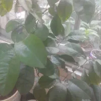 درختچه پرتقال|گل و گیاه طبیعی|مشهد, رضاشهر|دیوار