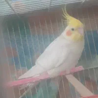 عروس هلندی لوتینو