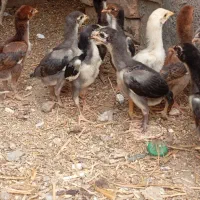 تخم شامو|حیوانات مزرعه|سنگدوین, |دیوار