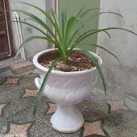 گلل طبیعی سر حال بزرگ