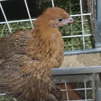 نمیچه مرغ و خروس سانپارس|حیوانات مزرعه|رشت, حومه رشت|دیوار