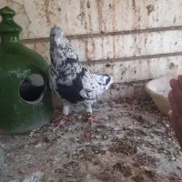 یک نر و ماده و یک اشعل سرور|پرنده|شیراز, آزادگان|دیوار