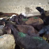 میش جوان شیشک جفتی