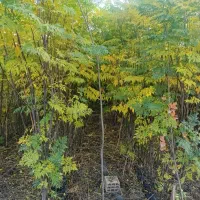 نهال های زیتون تلخ برای زینتی گلدانی ارتفاع ۳ متر