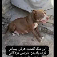 واگذاری پیتبول مژدگانی یک جفت توله و ۵ تومن