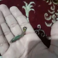 ماهی  گوپی|ماهی|تربت‌حیدریه, باغ سلطانی|دیوار